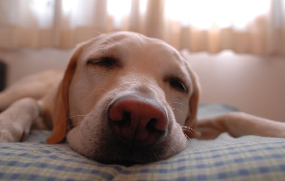 CBD for Dog Seizures: Expert Dosage & Treatment Guide
