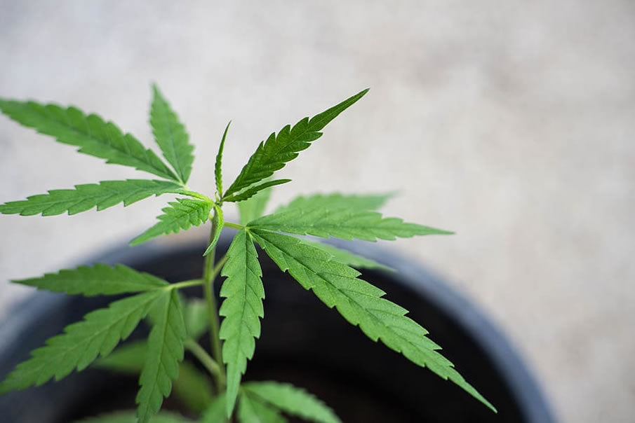 CBD Oil Benefits: Your Guide to Buying High Quality Online