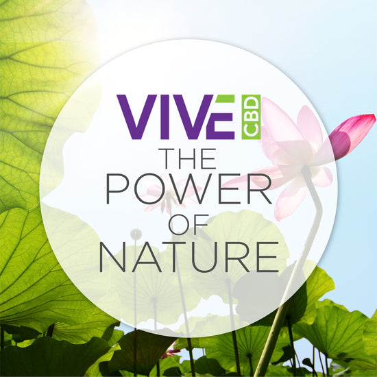 A serene nature-inspired scene featuring ViveCBD products like honey sticks, roll-ons, pet tinctures, gummies, topicals, tincture bottles, vapes, and bath bombs amidst lush greenery.